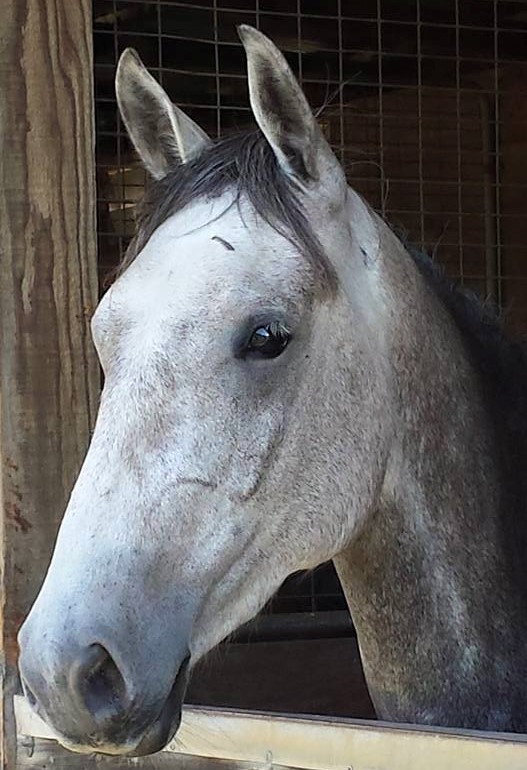 316 Favory Pomona II