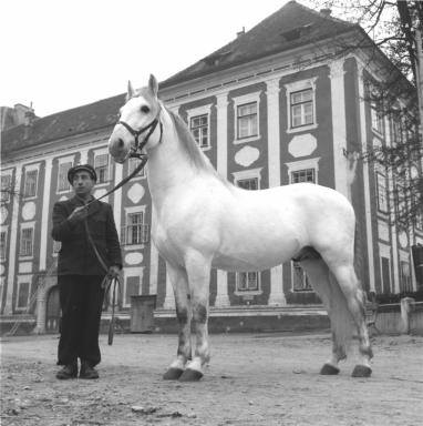 142 Neapolitano IV Brenta