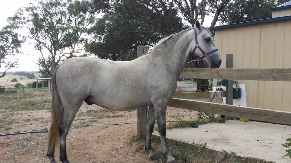 316 Favory Pomona II