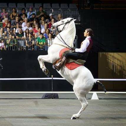 174 Favory Sistina I