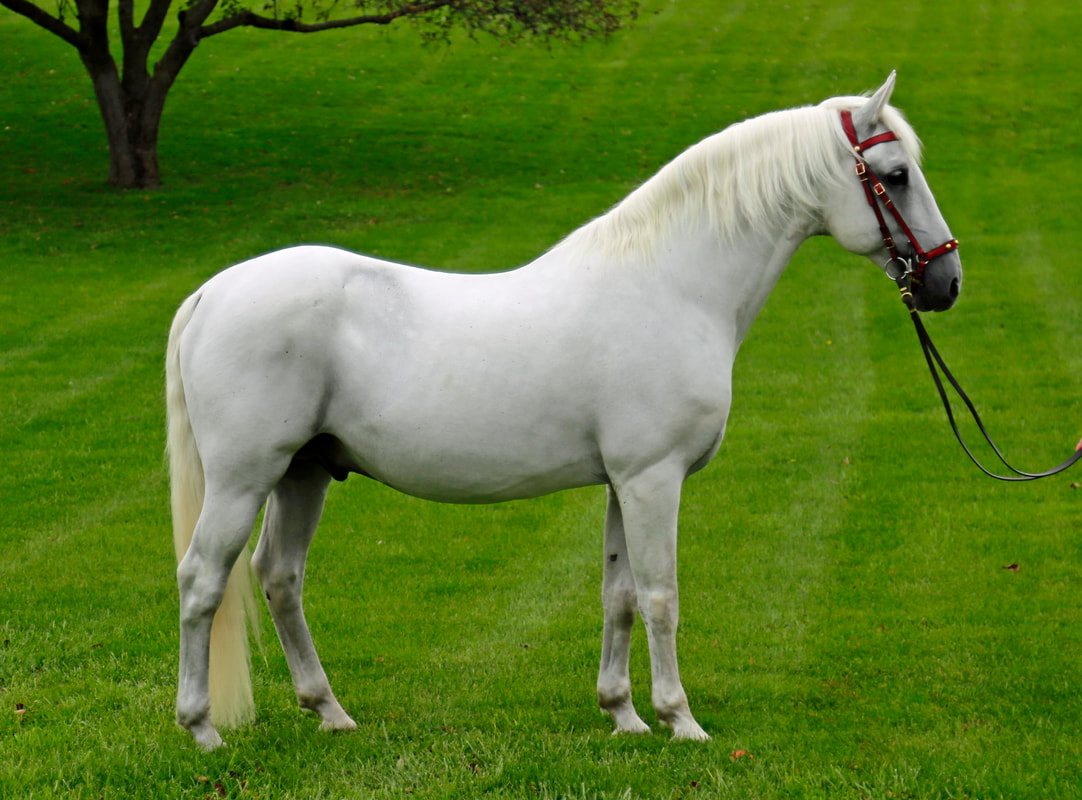 226 Maestro Favory Naussica