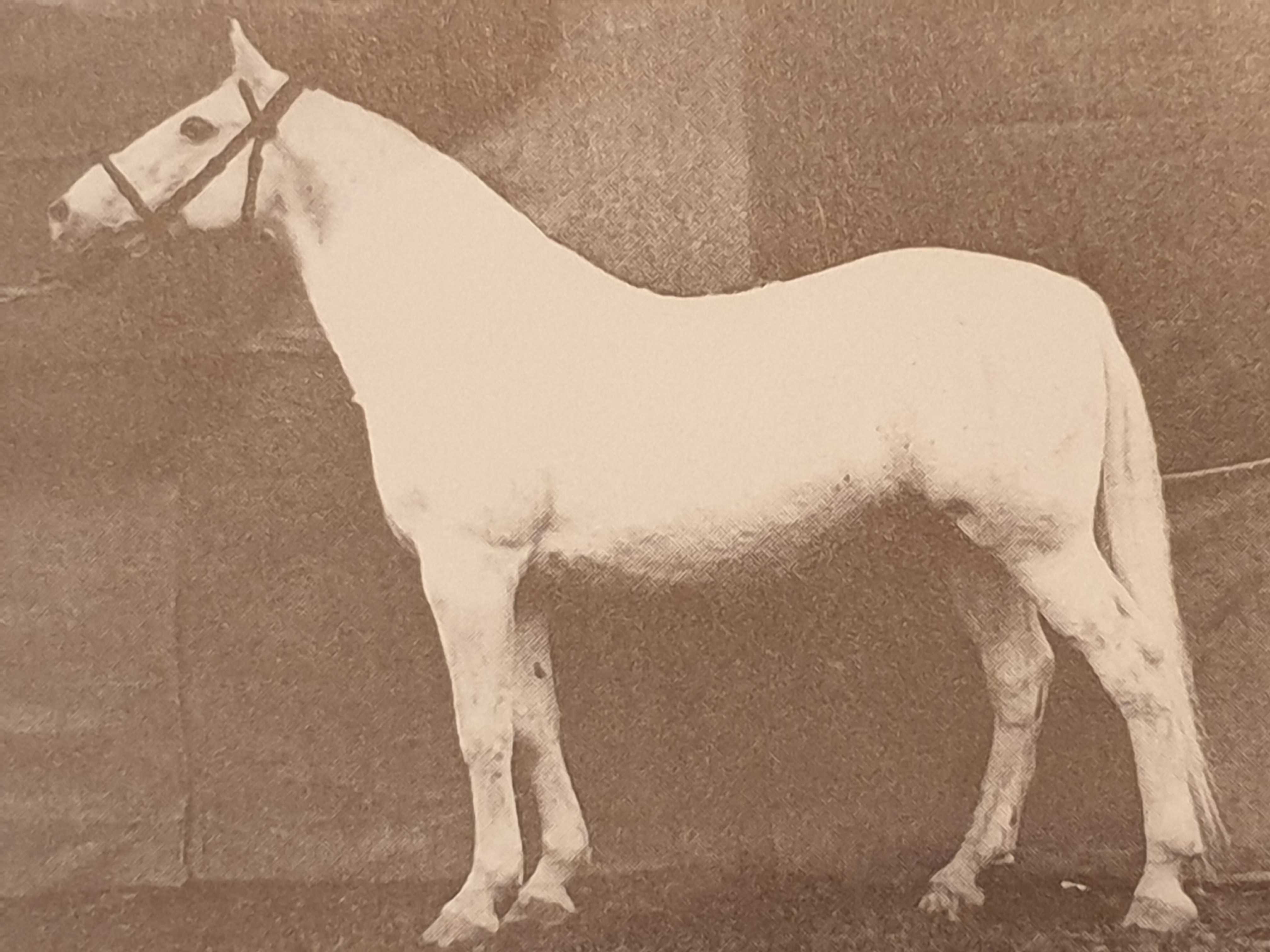 707 Neapolitano Montenegra III