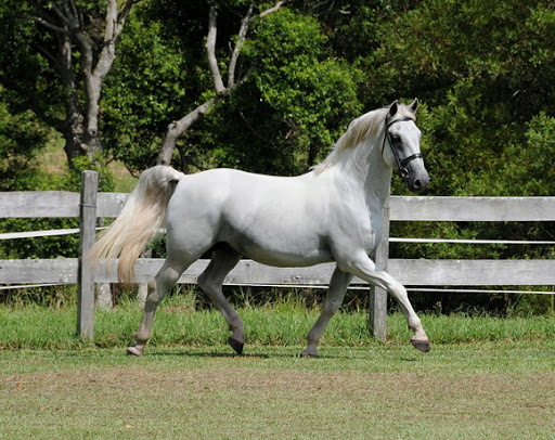 226 Maestro Favory Naussica