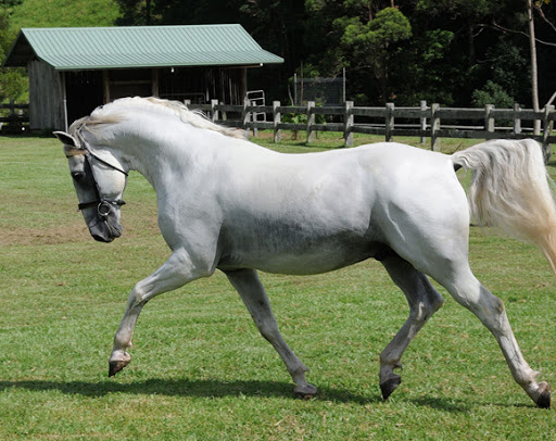 226 Maestro Favory Naussica