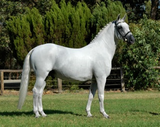 226 Maestro Favory Naussica