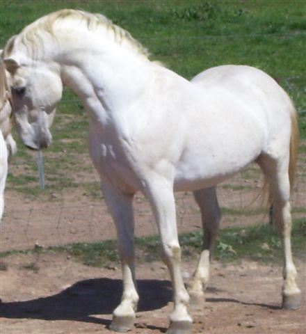 100 Favory Neapolitano I