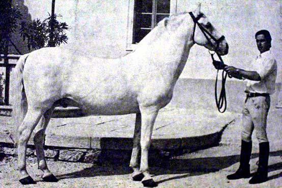 324 Siglavy V Africa-7