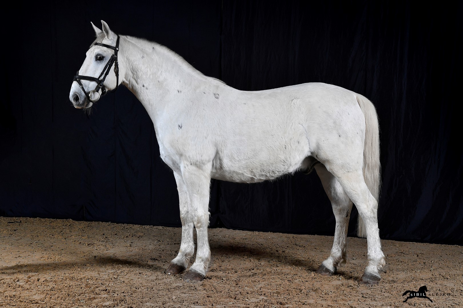 714 Maestoso Wera XXII