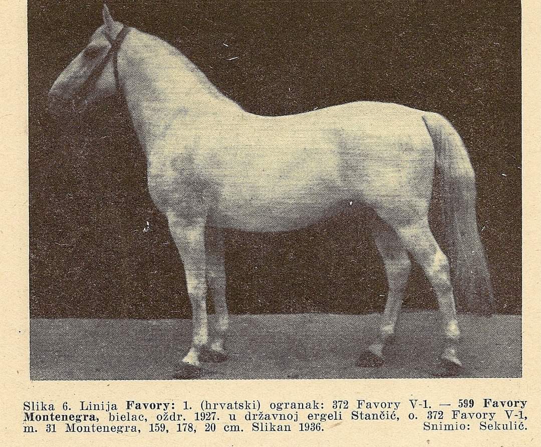 599 Favory Montenegra