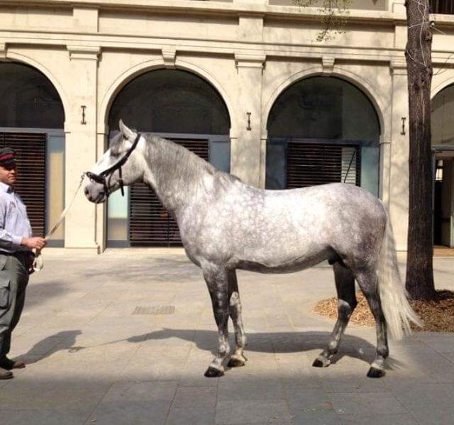 318 Maestoso Gratia 1-3