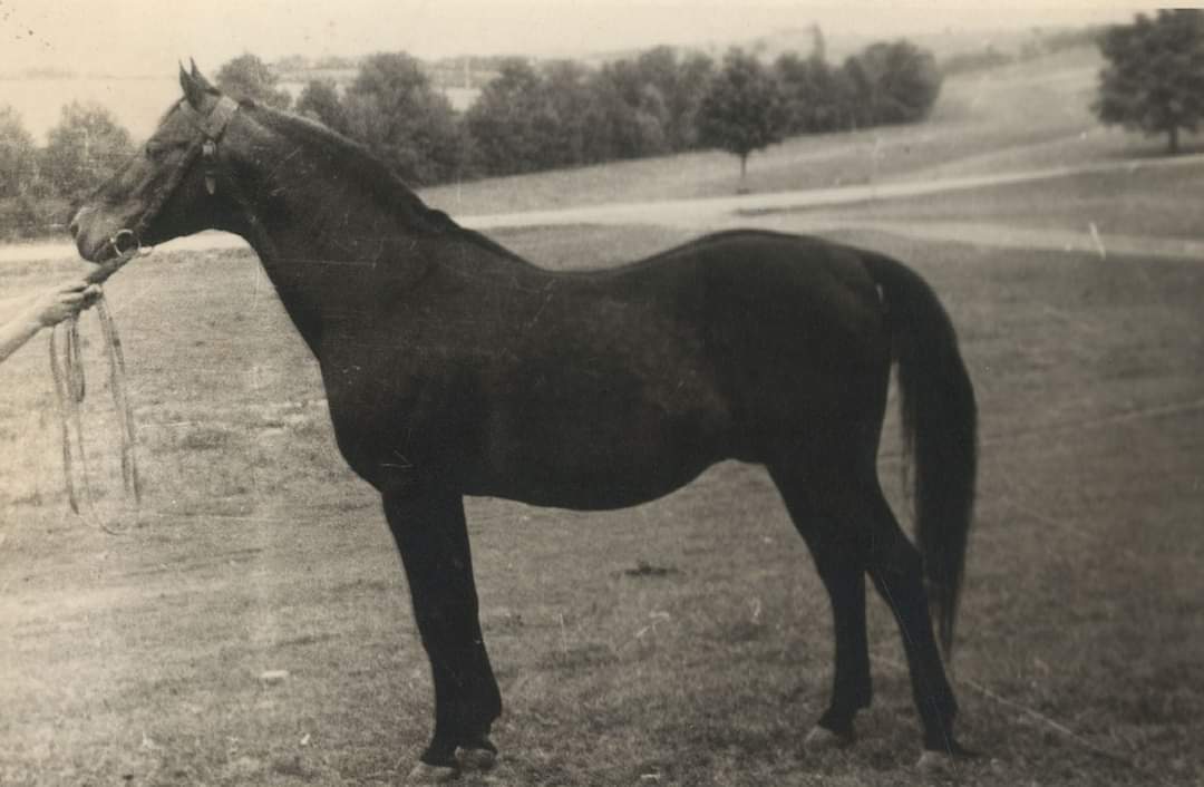 781 Amurath Shagya 7