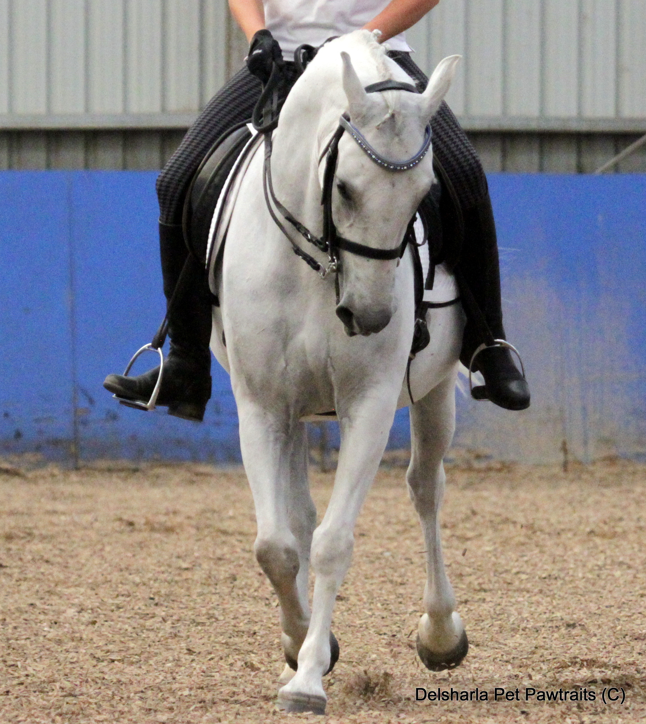 232 Favory Fecske II