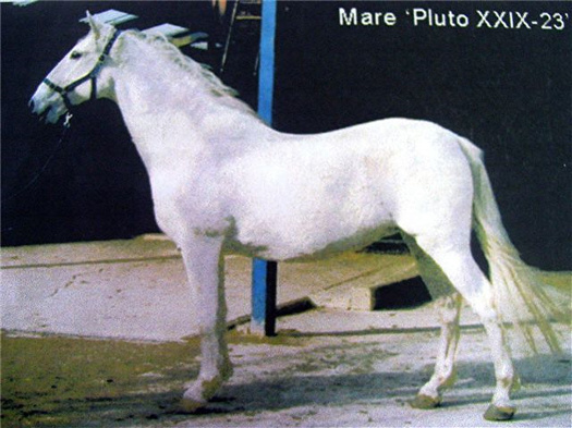 227-1840 Pluto XXIX-23