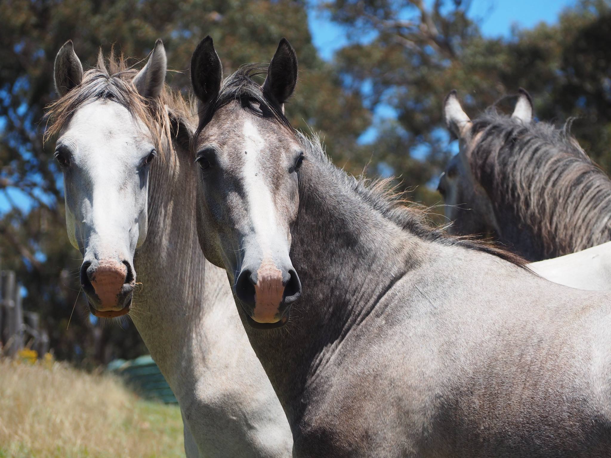 519 Conversano Sagana