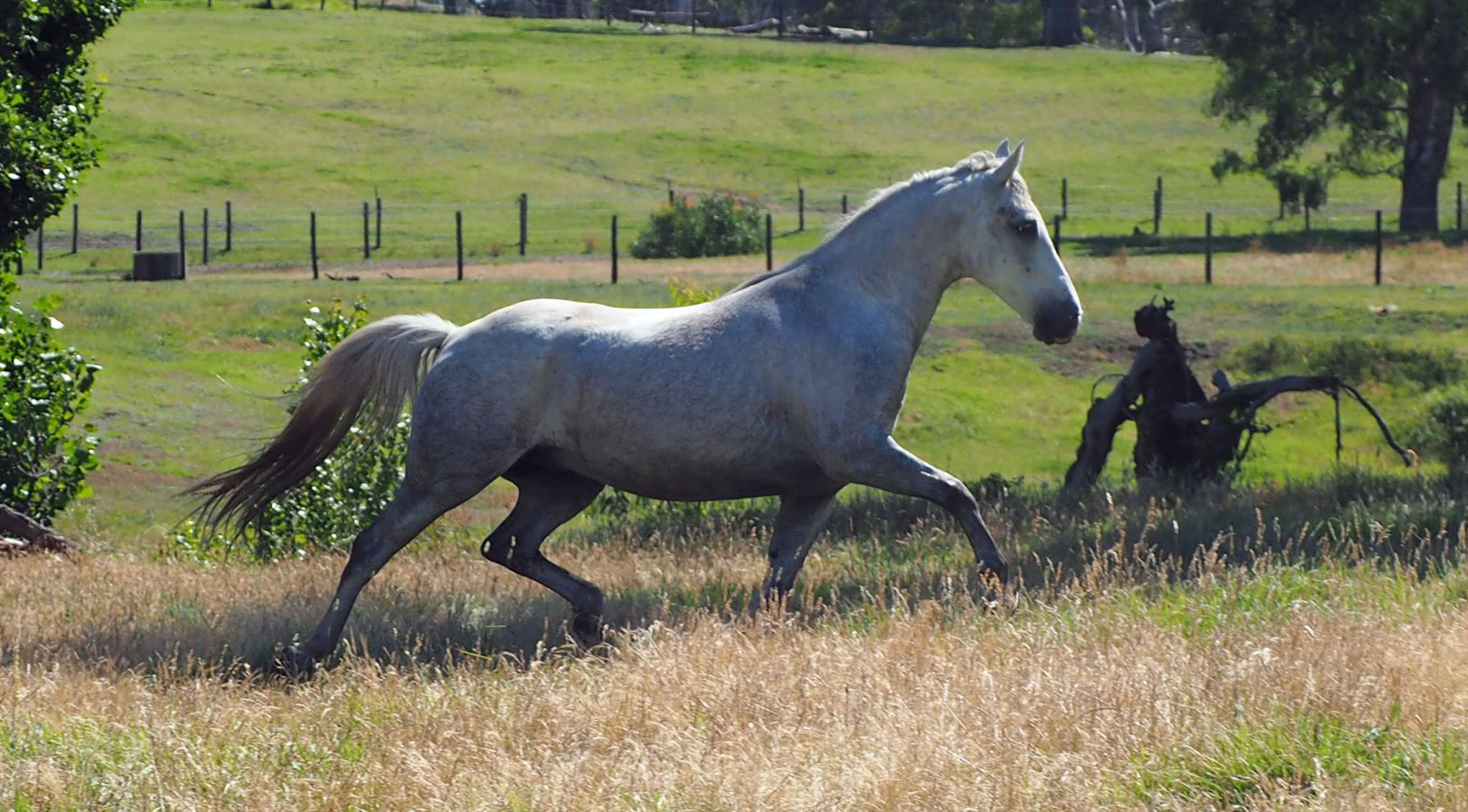 501 Conversano Sava II