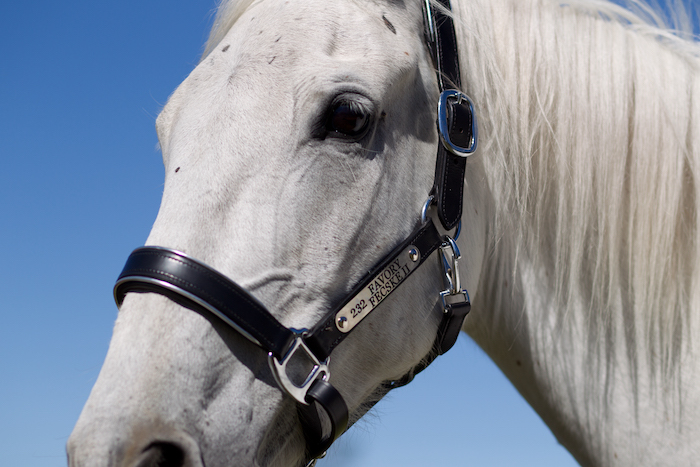 232 Favory Fecske II