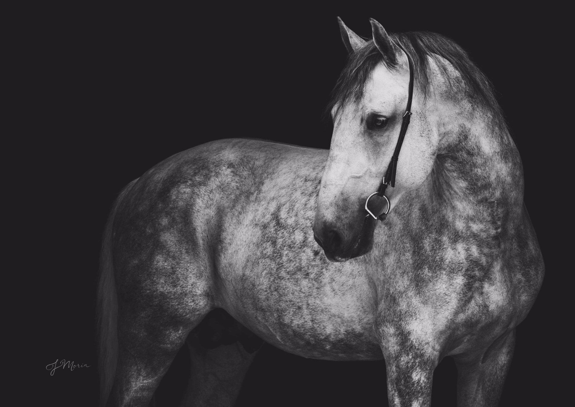 021 Conversano Betalka XL