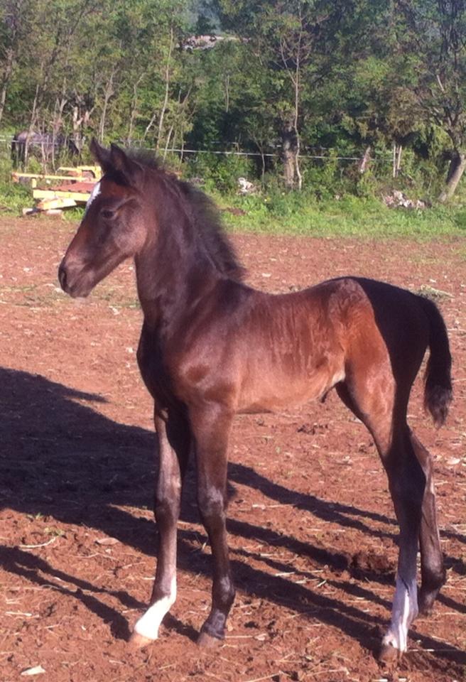 032 Maestoso Trompeta XLVI