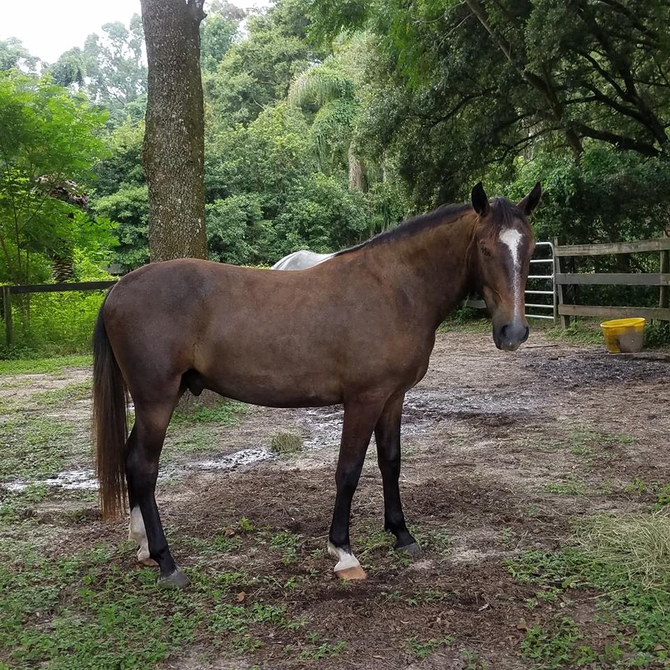 032 Maestoso Trompeta XLVI