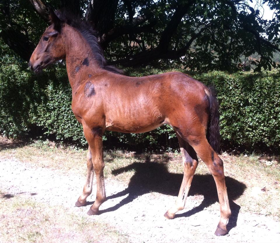 033 Maestoso Galanta