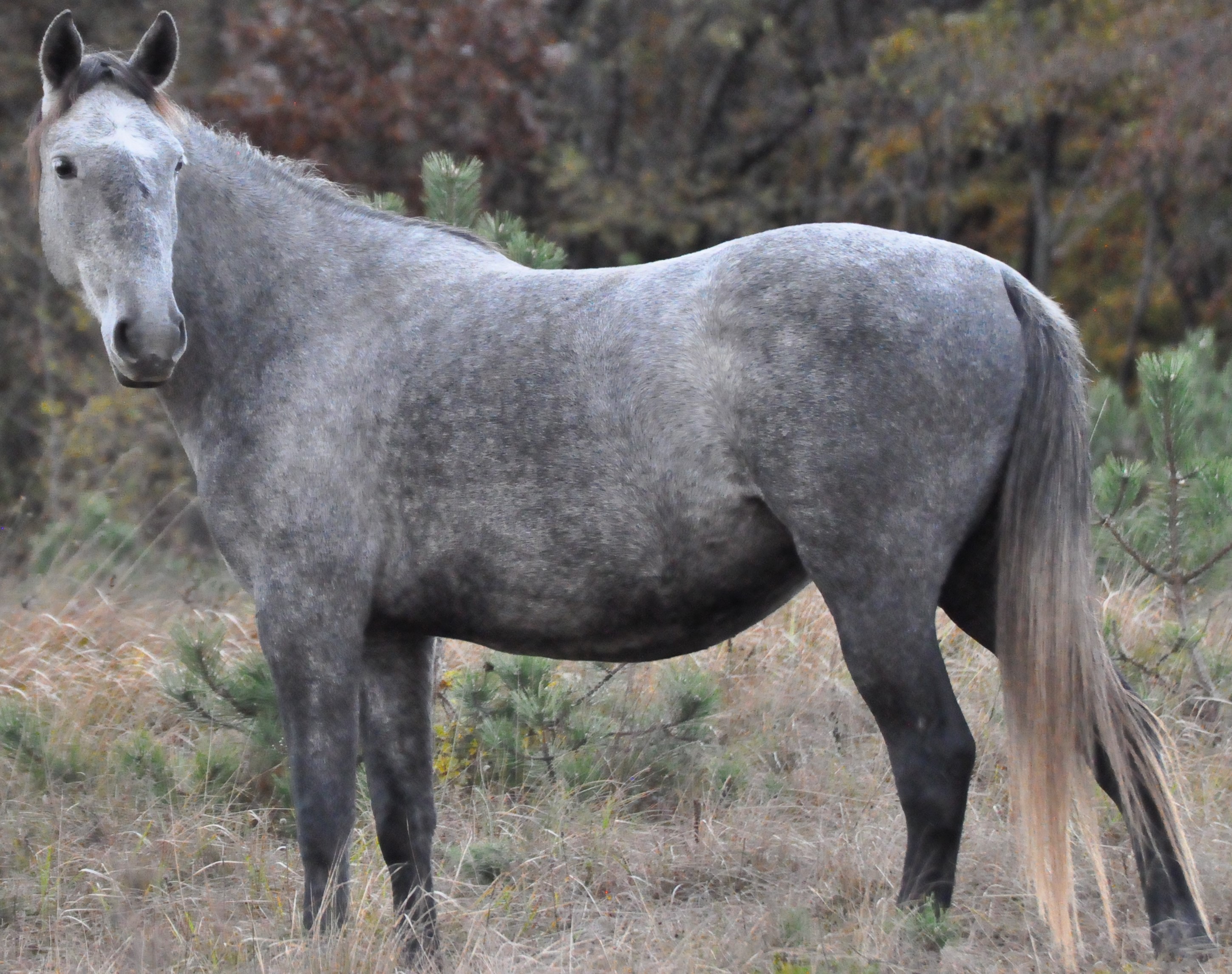 035 Monteaura XXXVIII