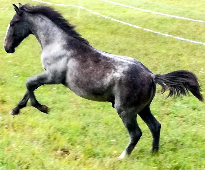 063 Maestoso Betalka XXXIX