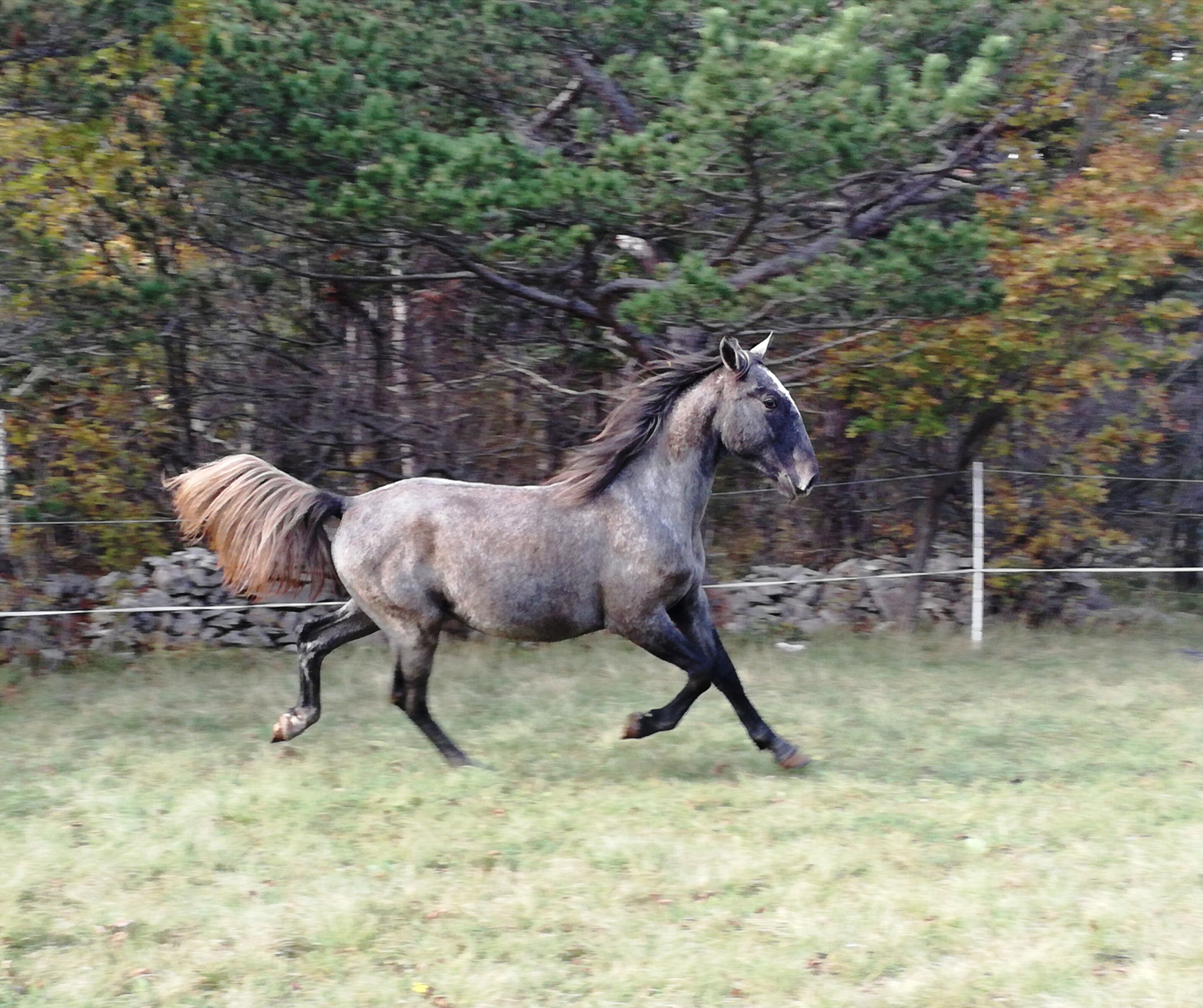 065 Maestoso Trompeta XLVI