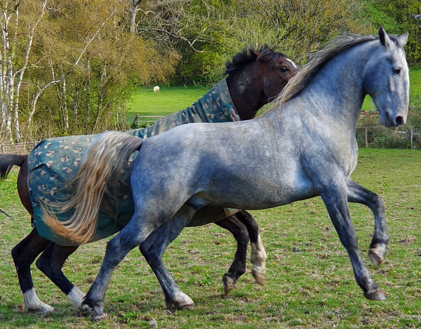 065 Maestoso Trompeta XLVI