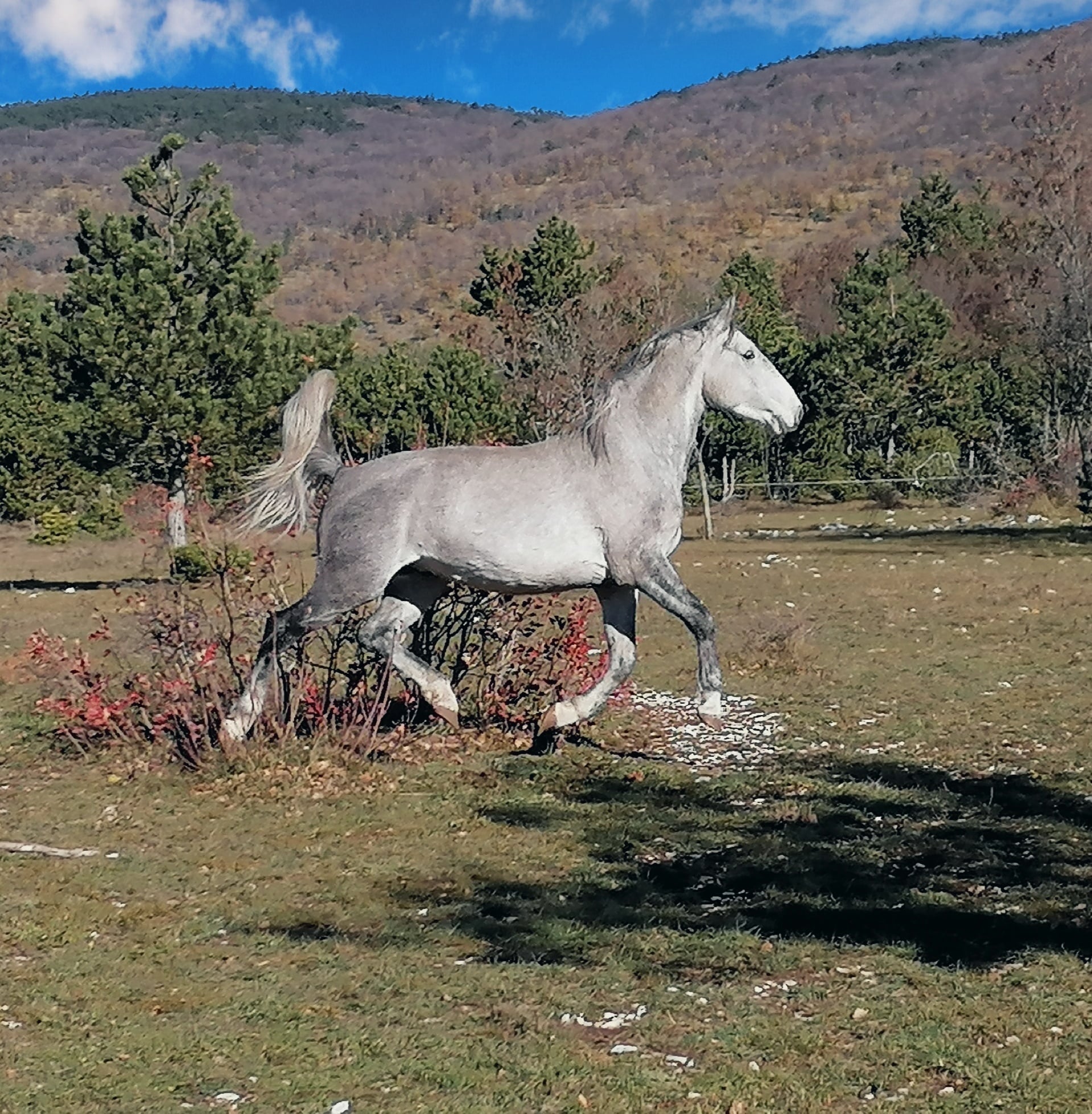 066 Conversano Wera XXII