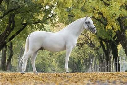 085 Favory Canissa XXII