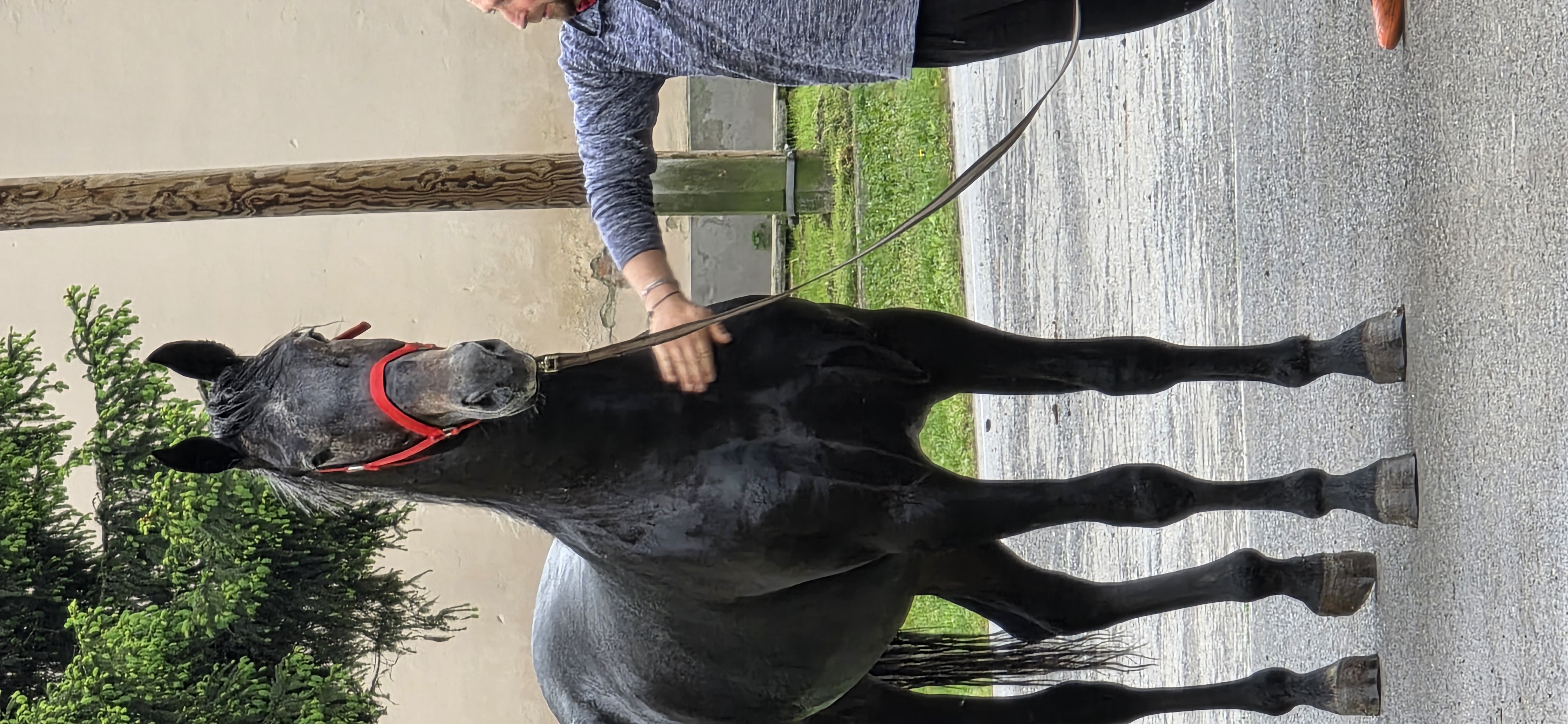 610 Conversano Trofetta XVIII-3