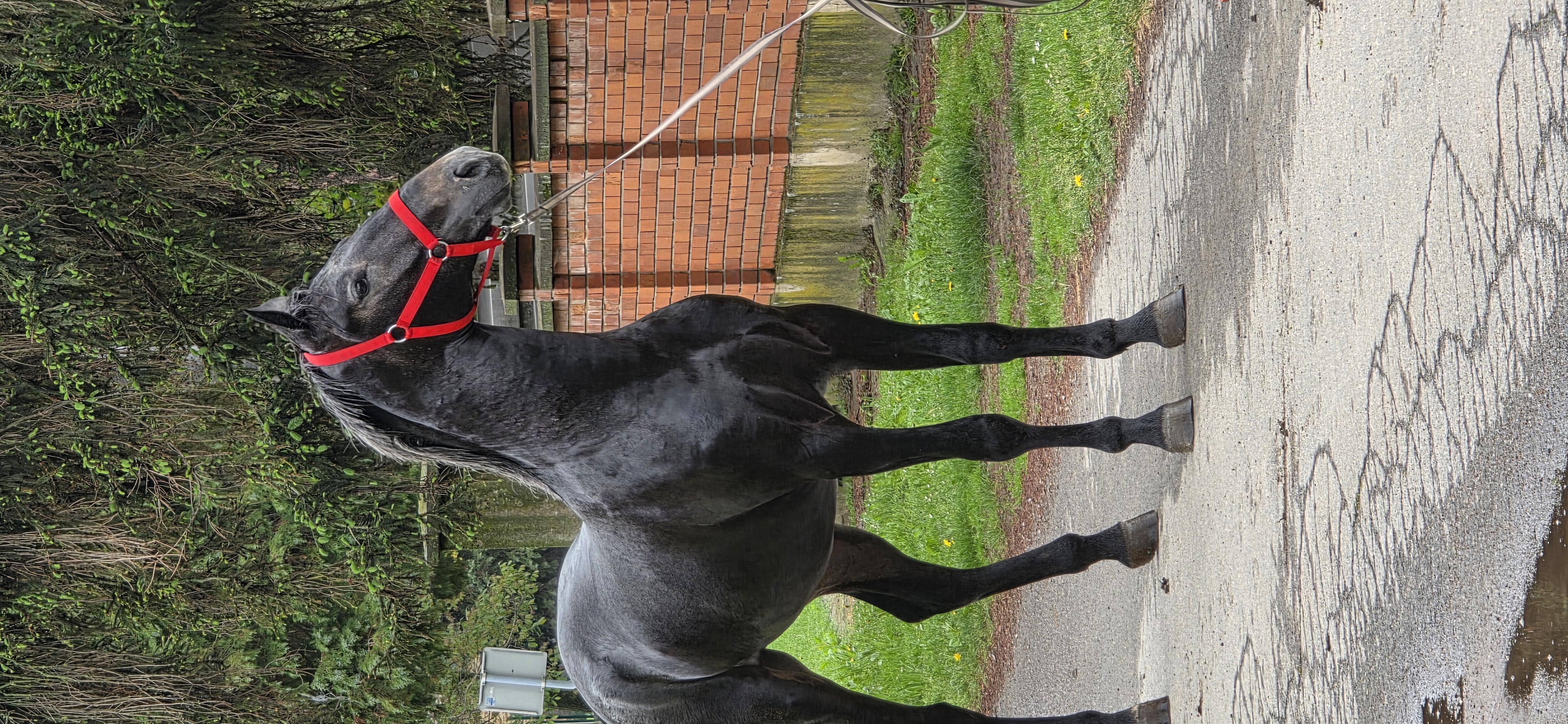 610 Conversano Trofetta XVIII-3