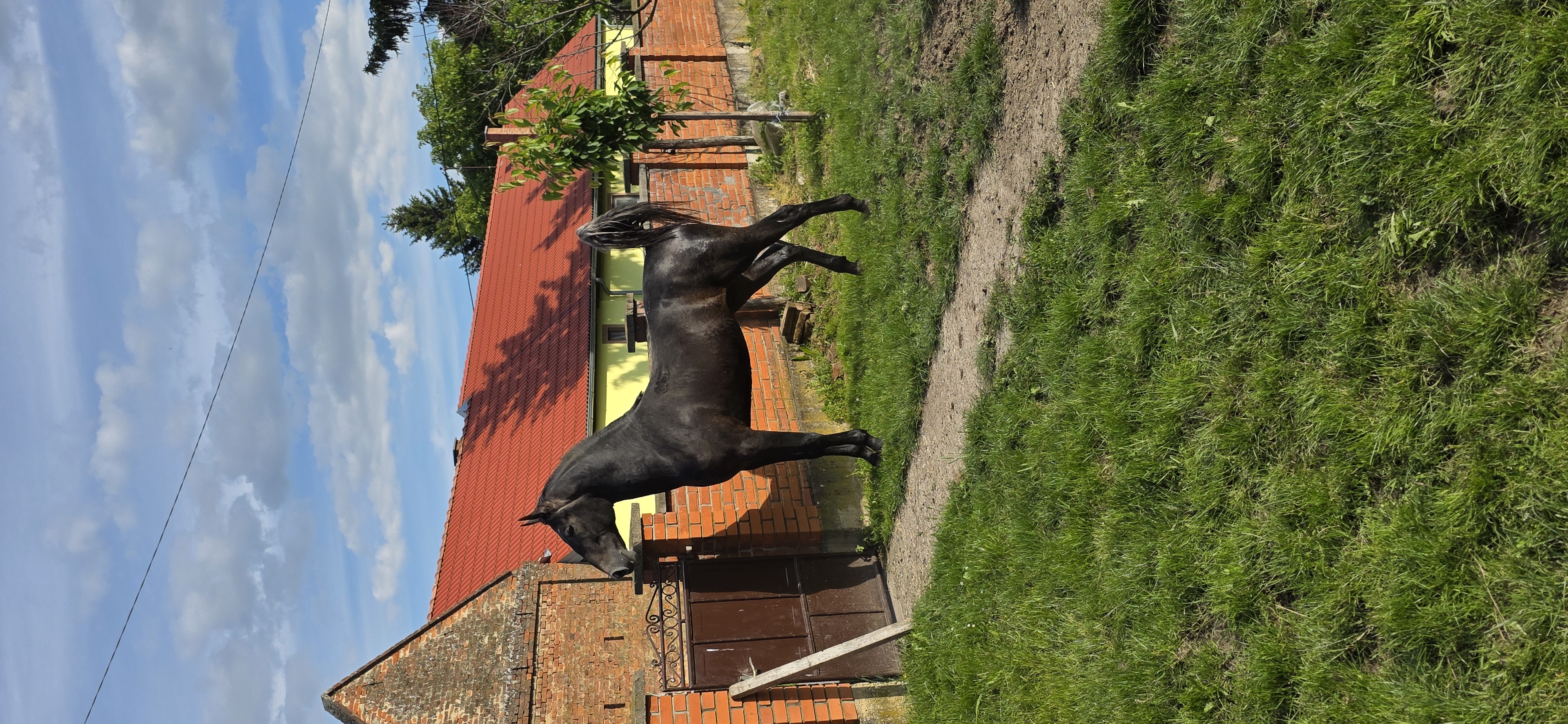 610 Conversano Trofetta XVIII-3