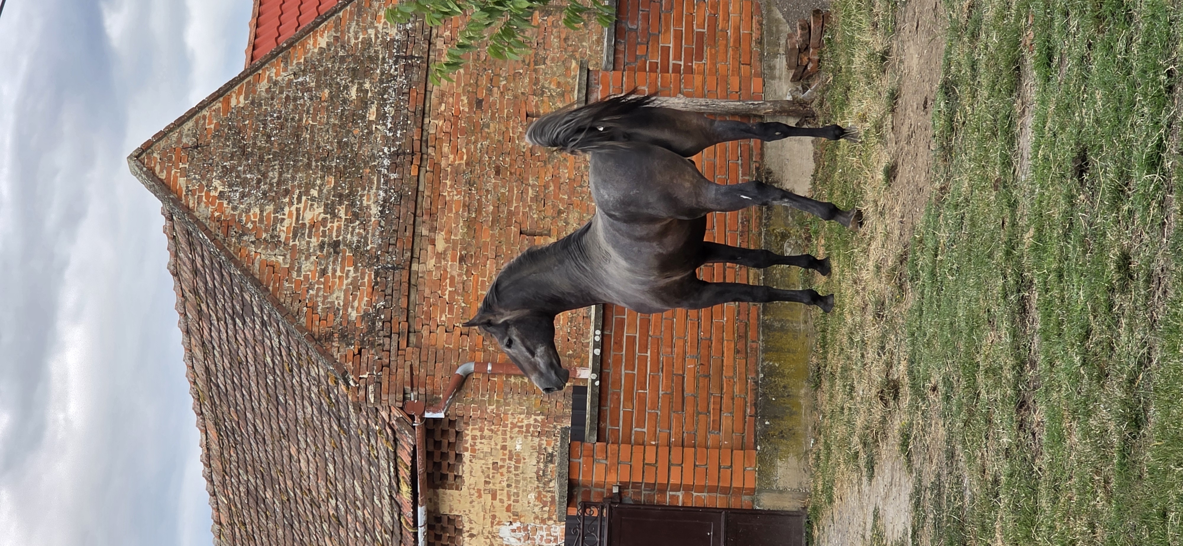 610 Conversano Trofetta XVIII-3