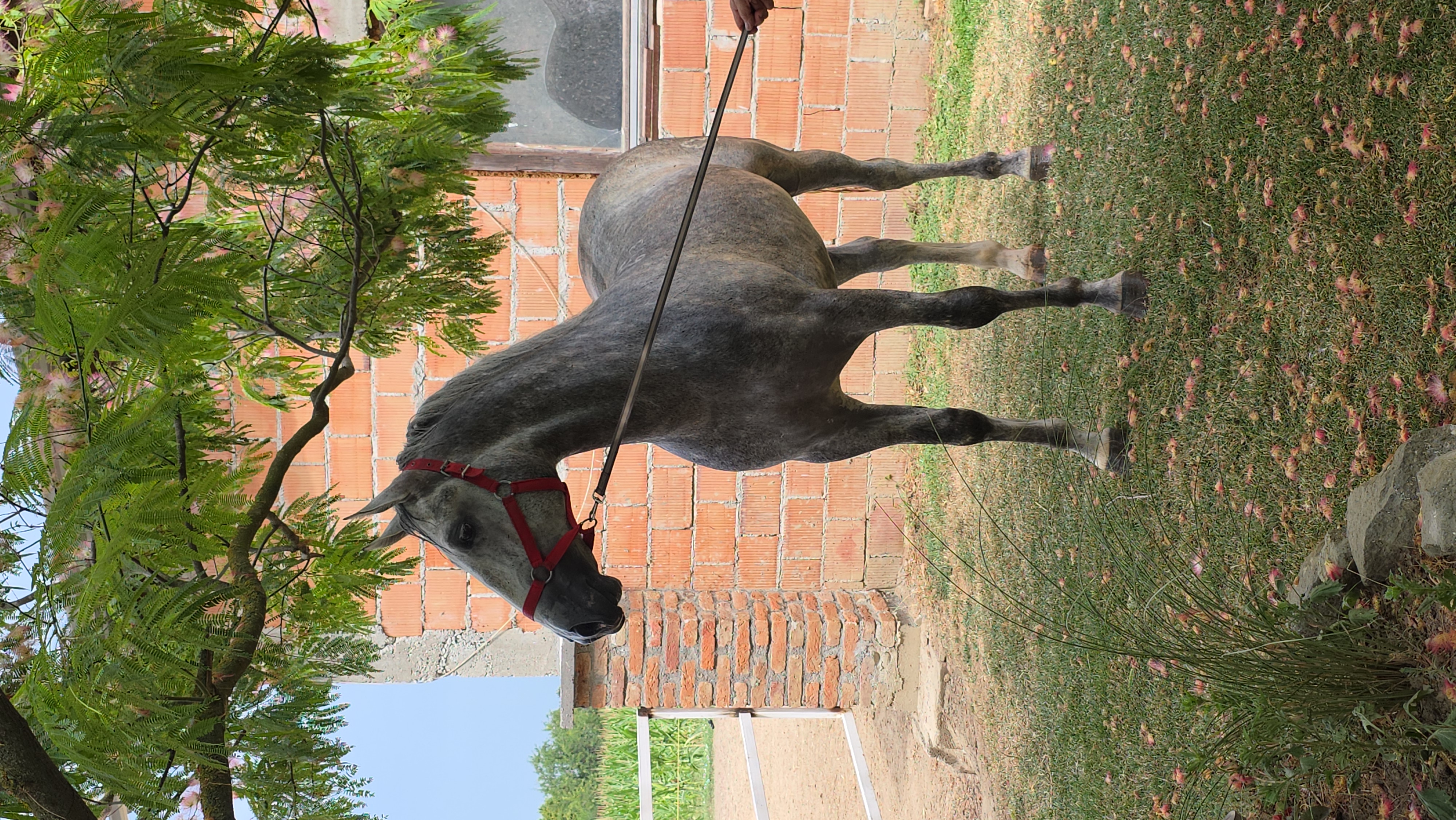 633 Siglavy Allegra XL-2