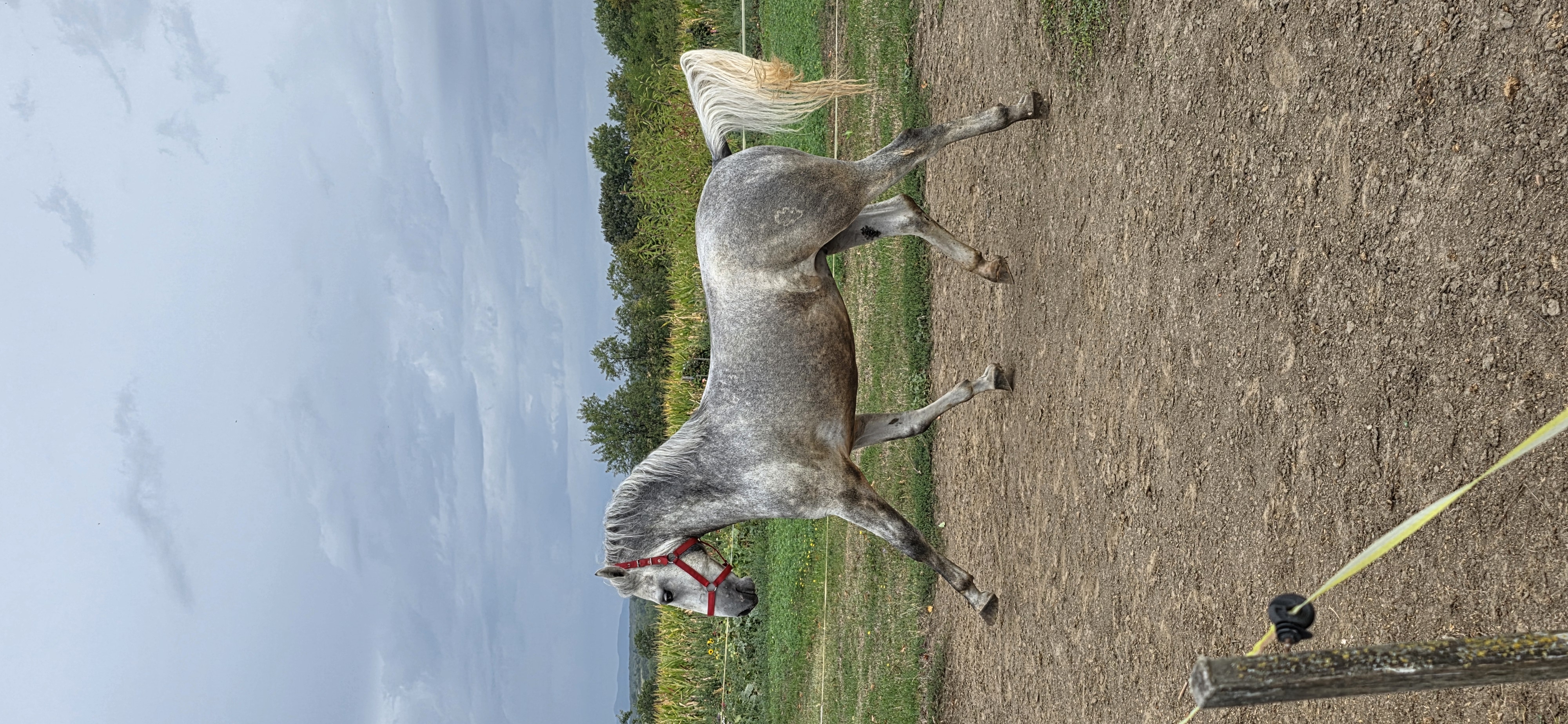 633 Siglavy Allegra XL-2