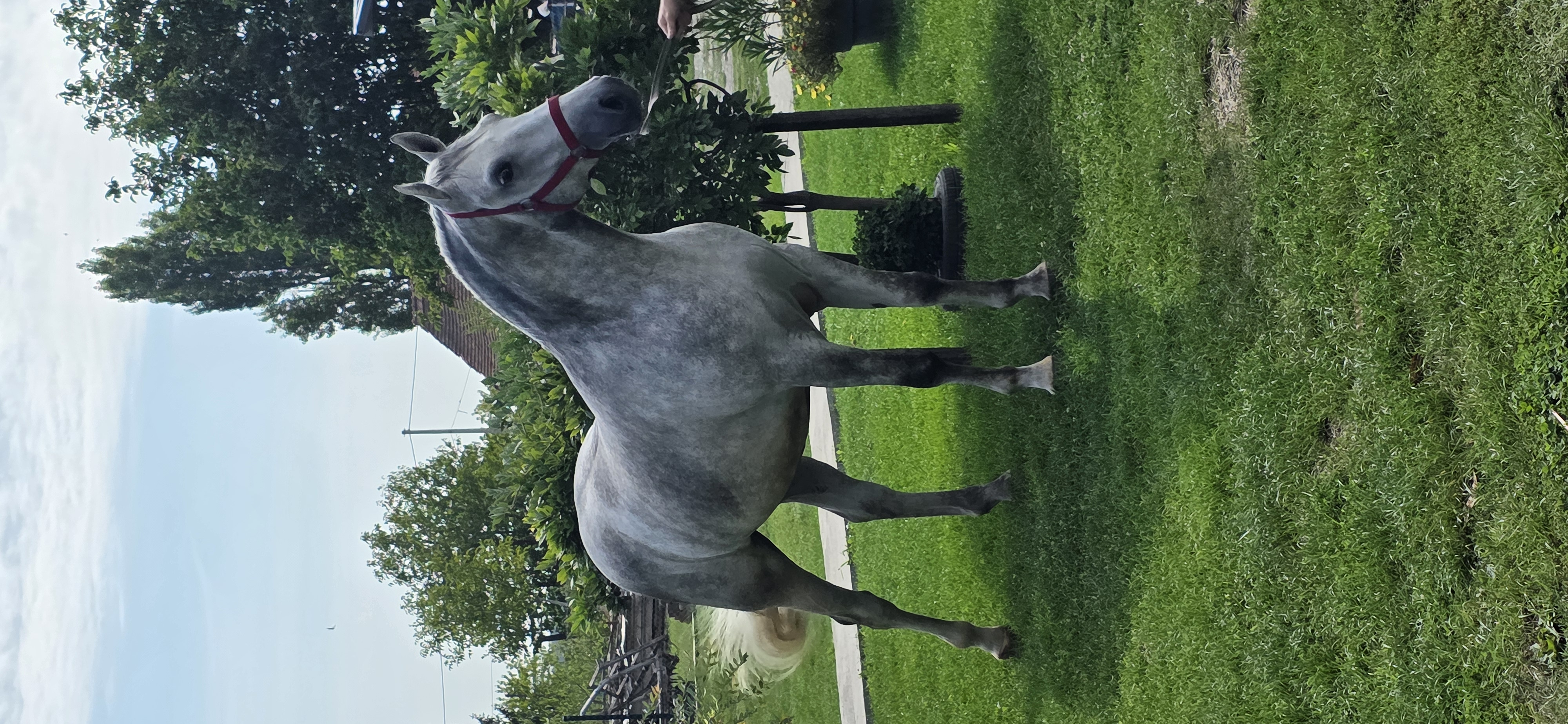 633 Siglavy Allegra XL-2