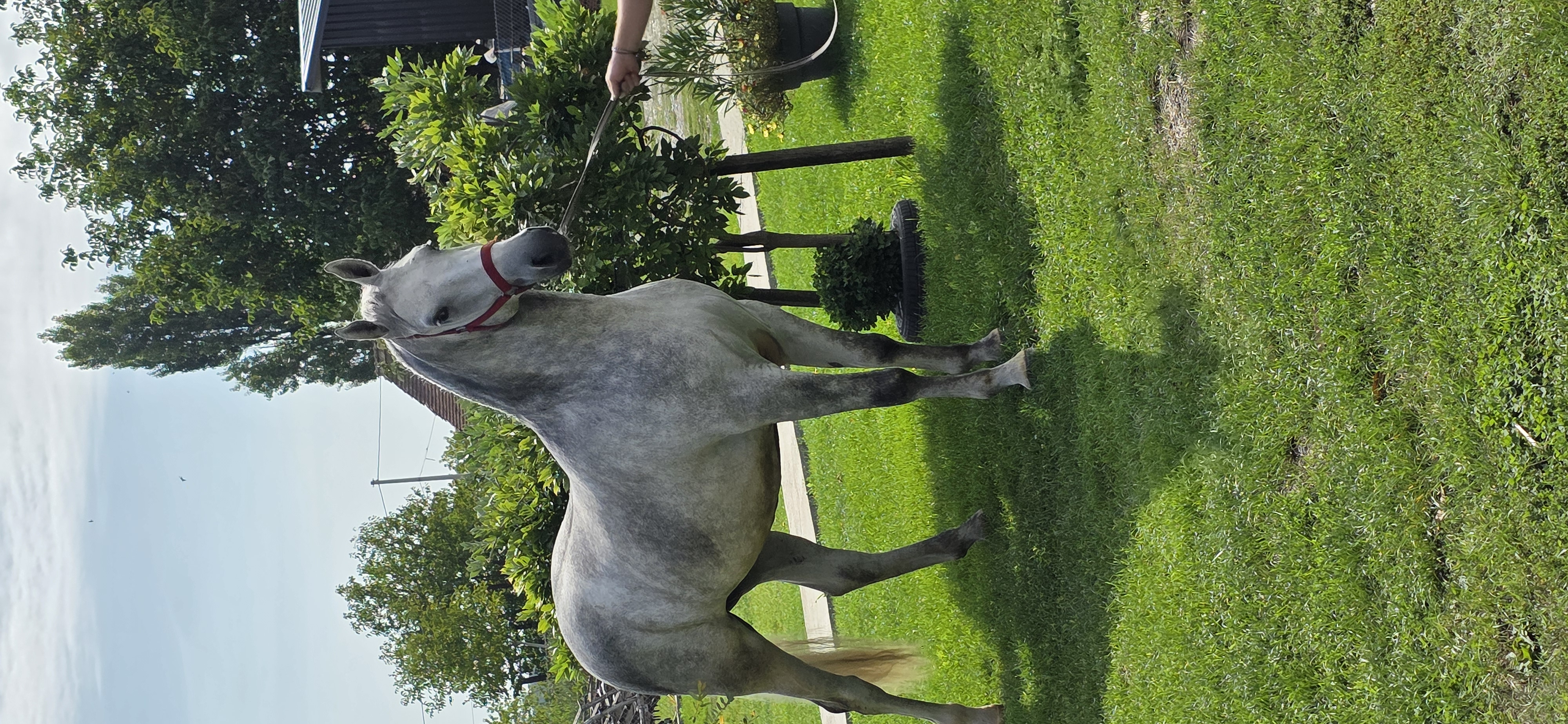 633 Siglavy Allegra XL-2