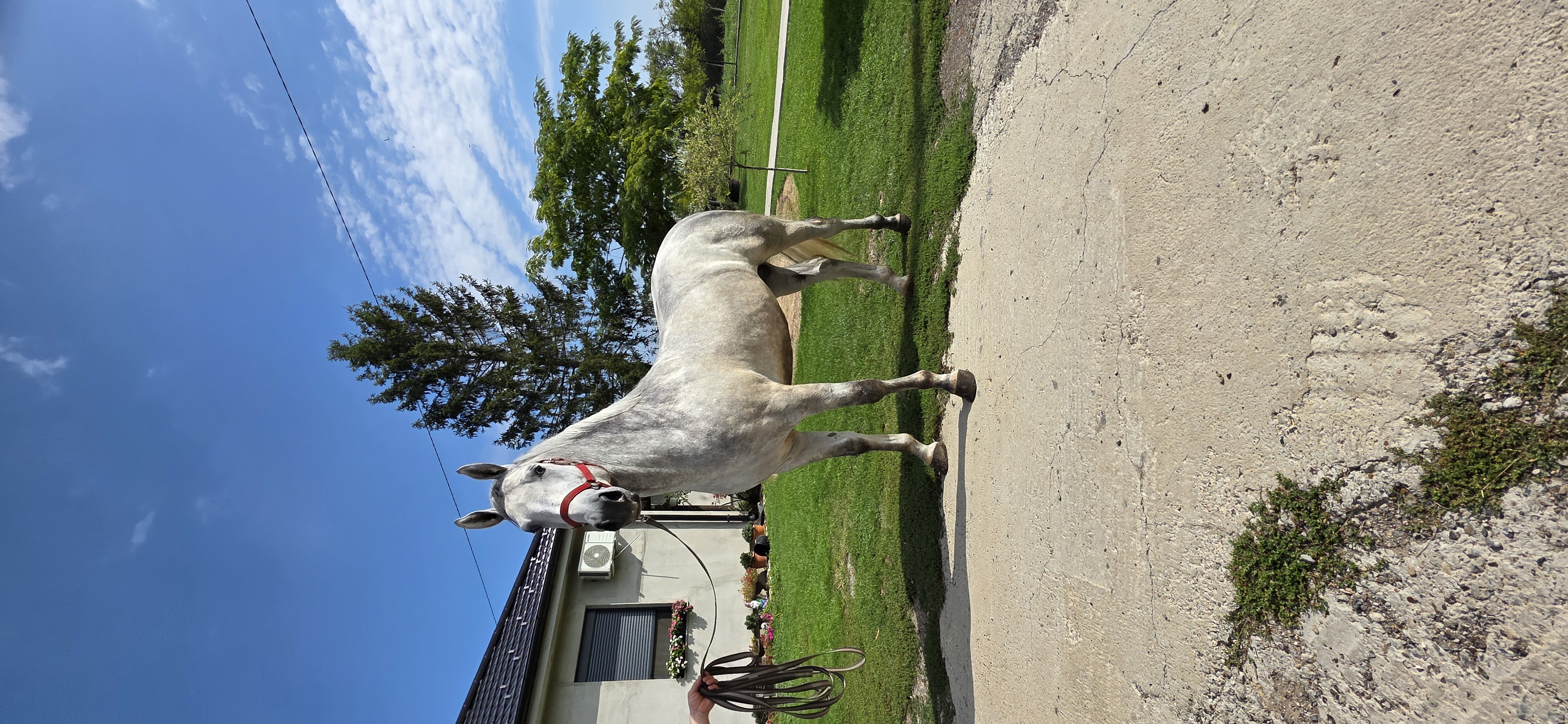 633 Siglavy Allegra XL-2