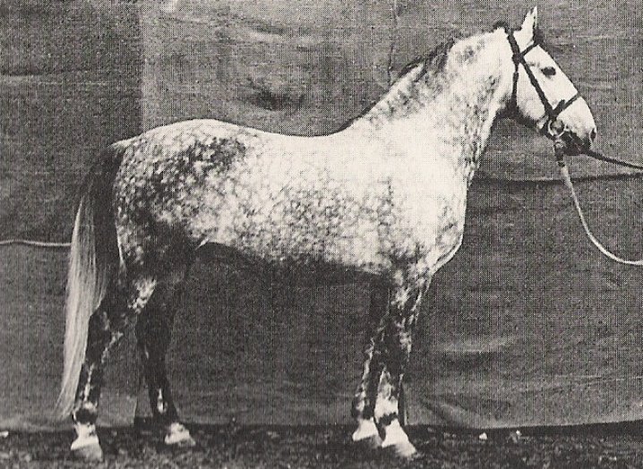 1018 Tulipan Linda V