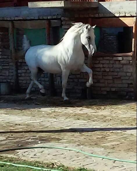 105 Neapolitano Neretva XVII