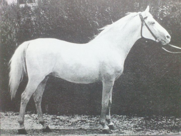 107 Siglavy Santa II