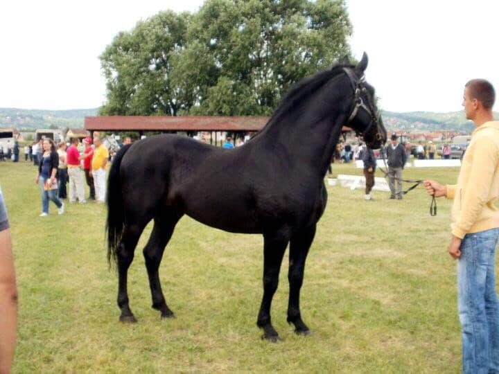 110 Conversano Batosta III-1