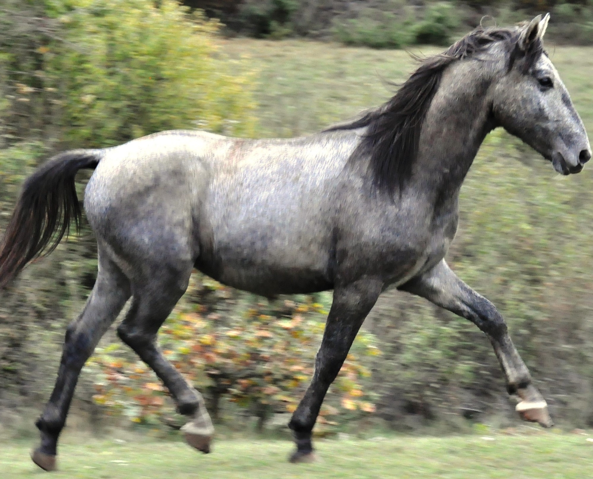 117 Maestoso Capriola XXXVIII