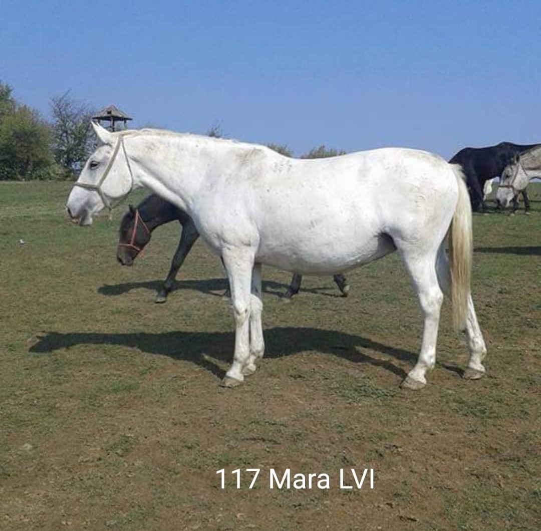 117 Mara LVI