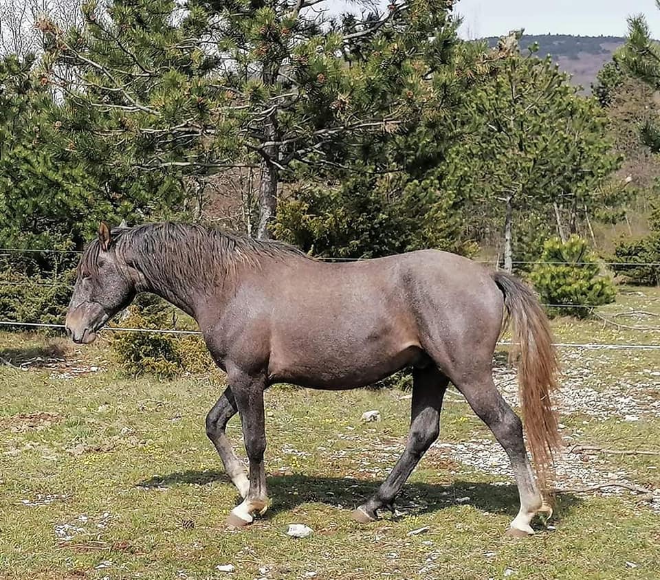 118 Maestoso Bonadea XXXVI