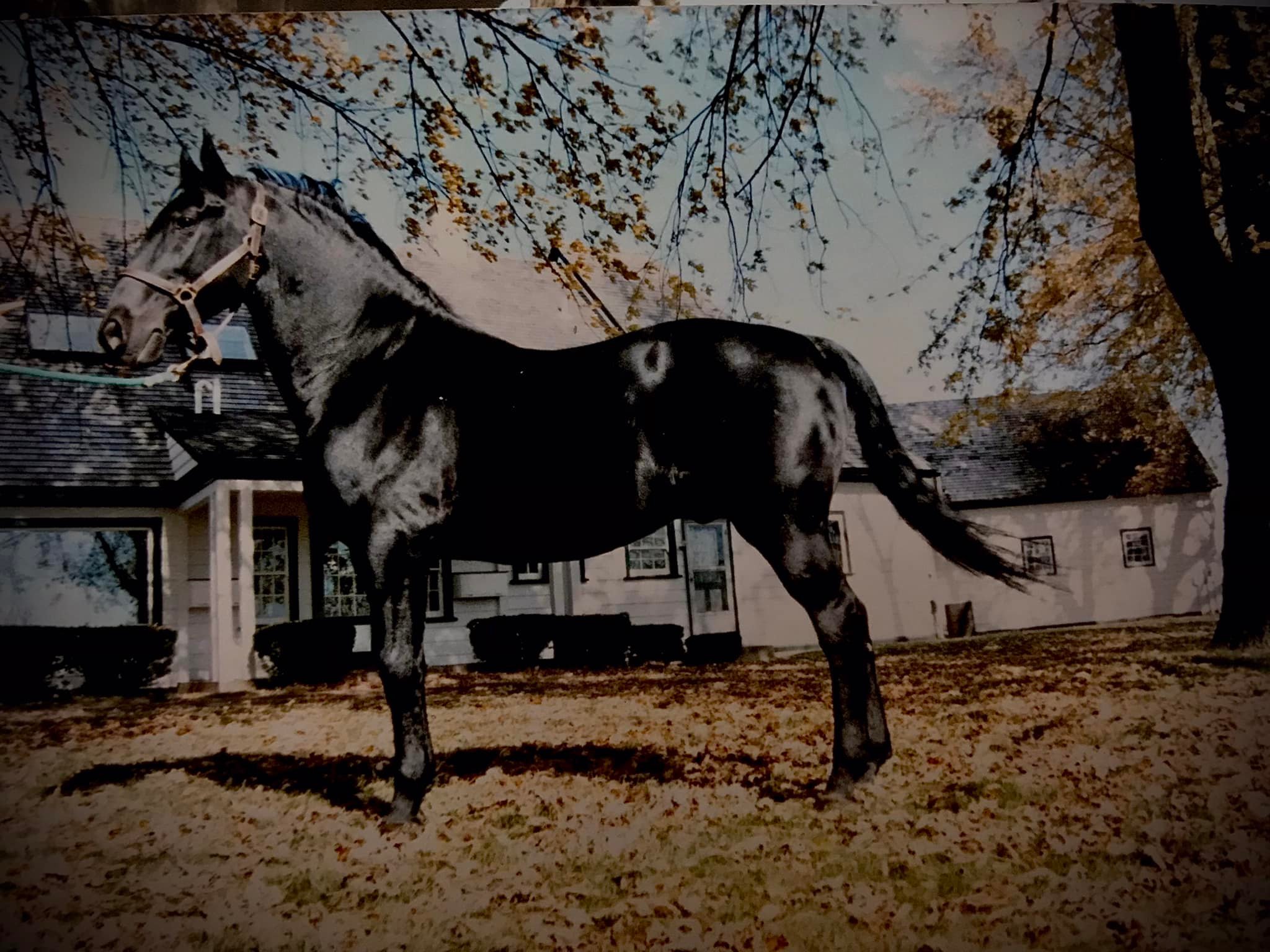 118 Siglavy III Roxana