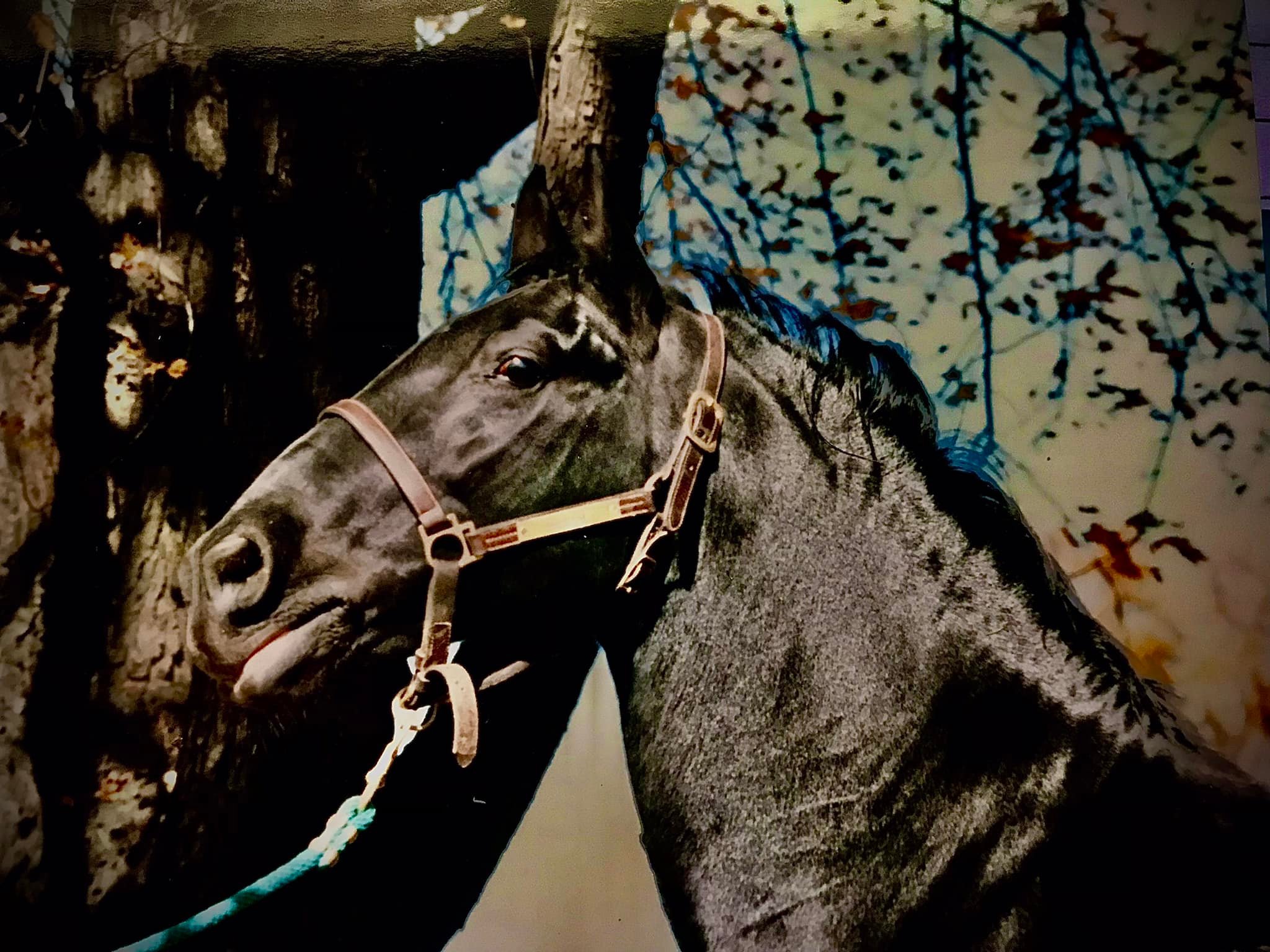 118 Siglavy III Roxana