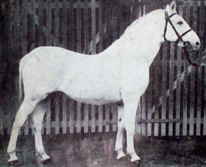 1195-475 Neapolitano Bachstelze