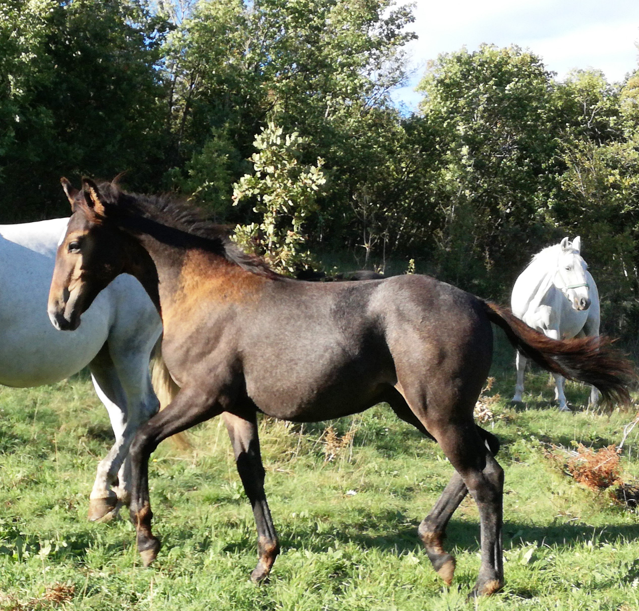 120 Maestoso Allegra XXVI